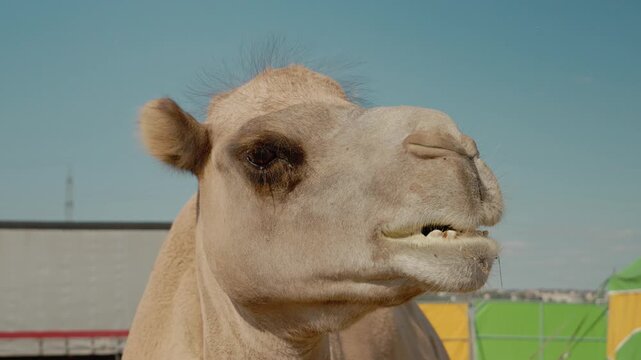 A camel interacts with guests and explores its surroundings at the zoo during a sunny day. Visitors watch and take pictures of this interesting animal.