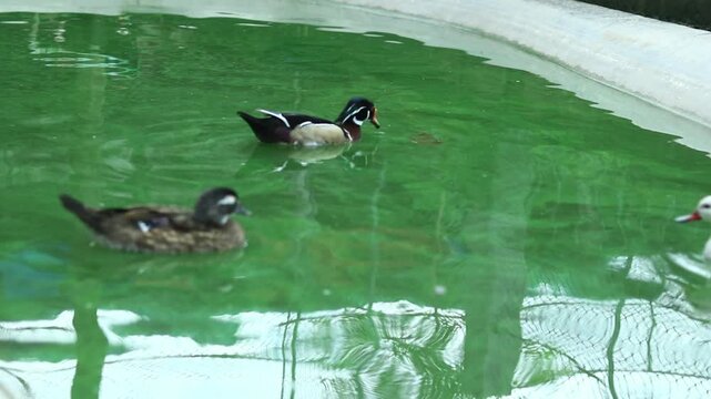 Beautiful Domestic Ducks Swimming and Resting Together.

