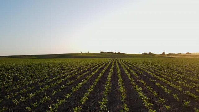 Agricultural drone flying over a vast green field of young sugar beet plants during a beautiful sunrise or sunset