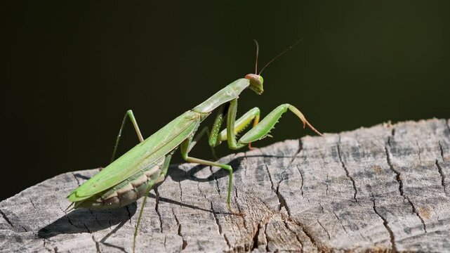 Close-up of a praying mantis walking across a stump in the Utah wilderness.