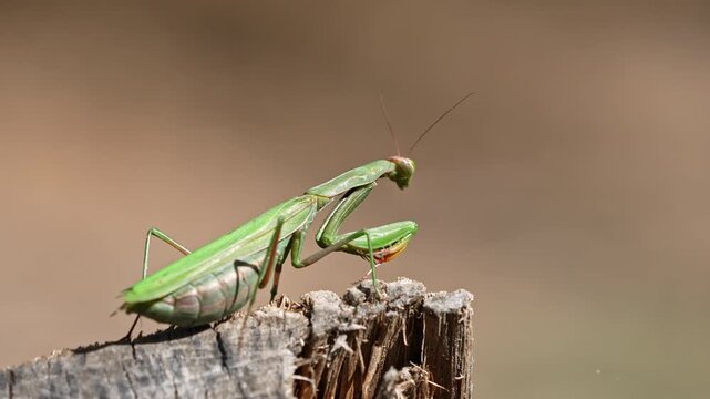 Close-up of a praying mantis sitting on a log in the Utah wilderness.