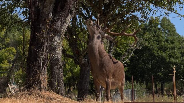 Majestic Stag Roaring Then Grazing in Dry Forest Clearing