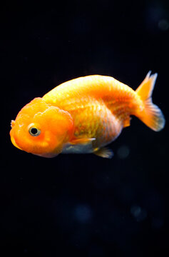 Orange Ranchu ornamental goldfish swimming posture frozen with a speckled background