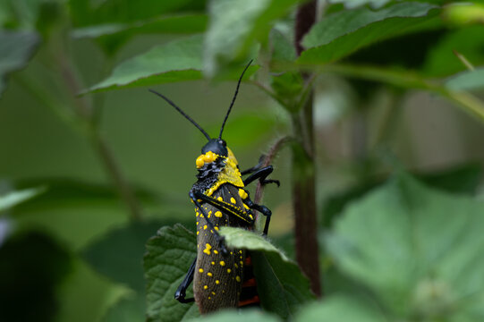 Toxic spotted grasshopper, coffee locust clinging to a stem among vibrant green leaves, Its distinctive bright yellow head and pronotum, marked with black banding, yellow spotted tegmina .