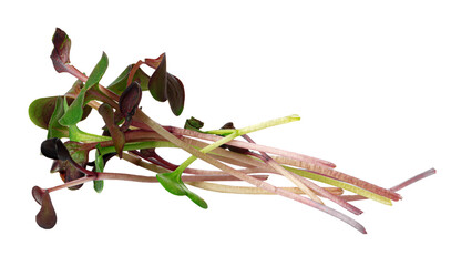 Fototapeta premium Fresh microgreens on a white background showing greens and reds from different seedlings