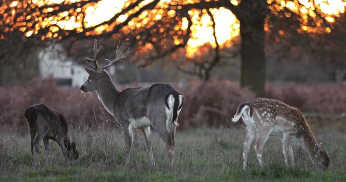 Fallow deer family grazing in golden-hour light at Park, autumn meadow scene with doe, buck and fawn peacefully feeding amid trees and soft evening bokeh