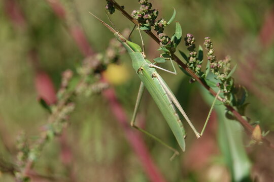 the Mediterranean slant faced grasshopper (Acrida ungarica)