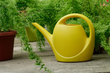 greenhouse with fern and yellow watering can. Growing seedlings and flowers © Владимир Лис
