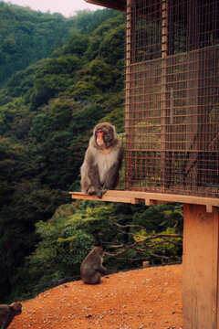 Japanese macaque beside enclosure in Arashiyama forest