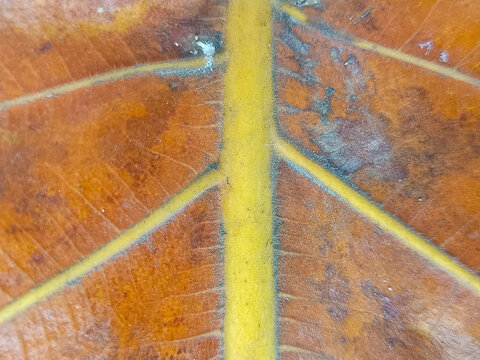 Extreme macro shot of dry brown leaf with fine hairs on yellow midrib and detailed vein structure.
