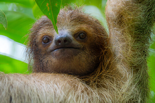 Three-toed sloth resting in Costa rican rainforest