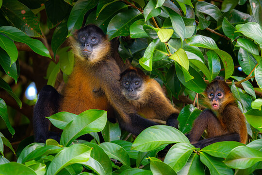 Spider monkey family in lush Costa Rican rainforest