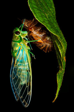 Zammara smaragdina Cicada Emerging From Exuvia on Leaf
