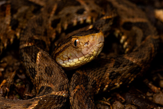 Fer-de-lance viper coiled on rainforest forest floor