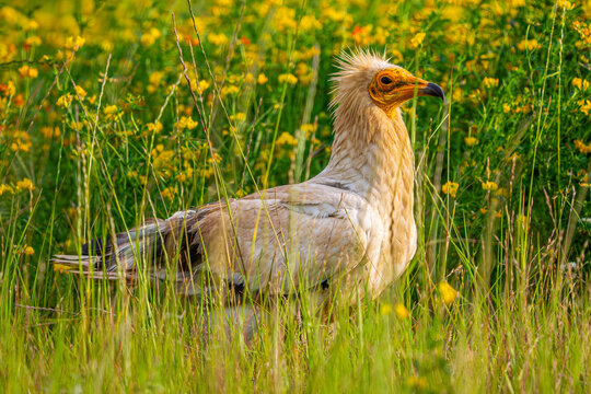 Egyptian vulture standing in a wildflower meadow