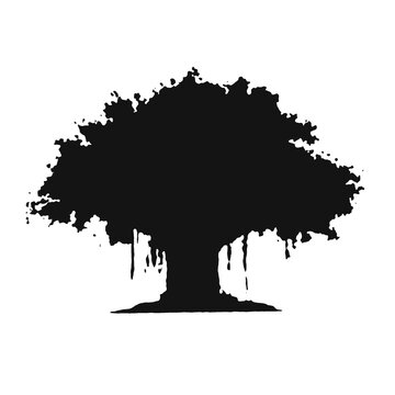 Dark silhouette banyan tree