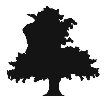Dark silhouette tall banyan tree