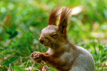 A close-up profile portrait of a fluffy Eurasian red squirrel holding a nut in its paws and eating with pleasure, blissfully closing its eyes against a soft blurred green background in a summer park. © Dina Luk