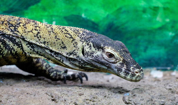 The eyes of the Komodo dragon hatchling stretching its neck to look around