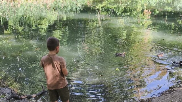 Young boy feeding ducks enjoying outdoor recreation by lake shore. Child throws breadcrumbs to wild mallards in peaceful park water environment, embracing calm nature and lovely wildlife.