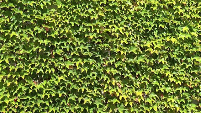 Hedge texture of dense green leaves of a climbing plant on a wall in one of the parks in Kyiv. Natural background for ecological and urban projects.