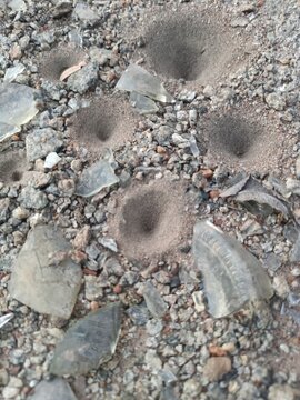 Small cone shaped antlion trap pits in sandy soil made by doodlebug larvae