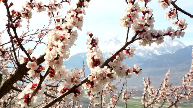 Bees visiting blossoms of apricot trees in orchard with snowy Swiss Alps in back