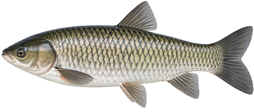Grass carp freshwater fish with olive green silver body and dark fins side view  