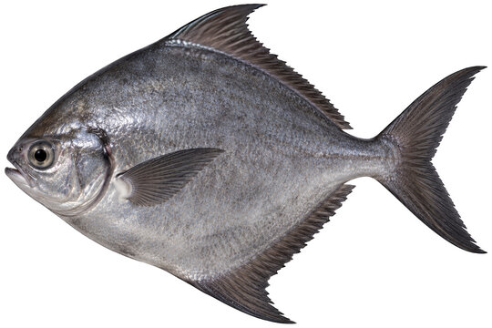 Black pomfret marine fish with dark grey body and pointed fins side view