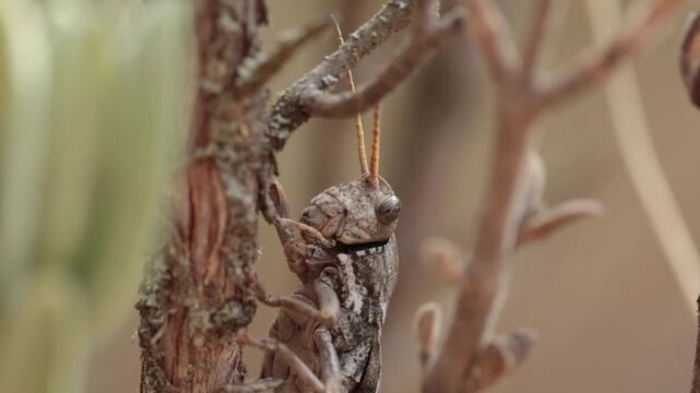 Saltamontes de las rocas camuflado trepando por una rama seca en primer plano macro