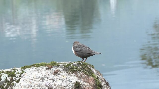 White-throated Dipper &ndash; Merlo acquaiolo (Cinclus cinclus) Perched on a Rock in a Mountain Stream
