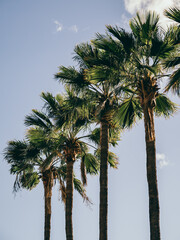 Towering palm trees against clear sky © by Natallia