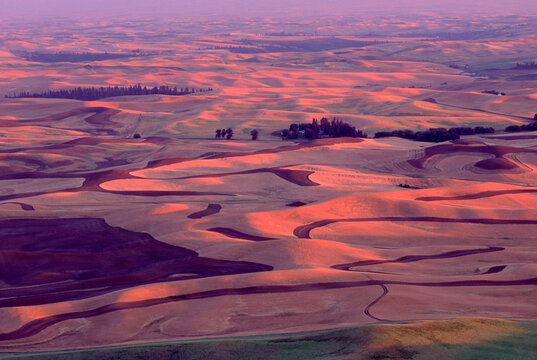 Late evening light over the wheatfields of the Palouse Prairie in eastern Washington state.  Stubble fields are the remains of spring wheat, the emerging green is winter wheat.