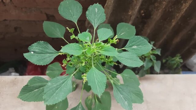 A close up video of an Acalypha indica plant showing its vibrant green leaves and natural growing structure outdoors.