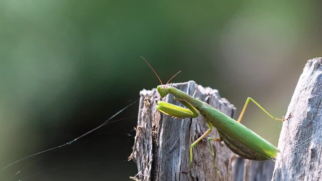 Spiderweb blowing in the wind next to a praying mantis on a log.