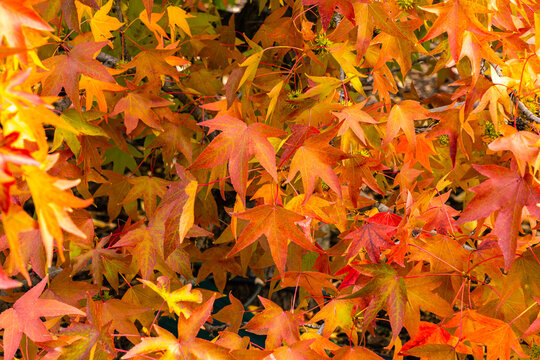 Colorful autumn maple leaves create a vibrant nature background