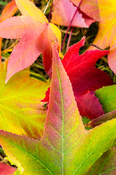 Colorful autumn leaves create vibrant natural fall background