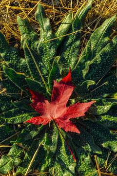Red maple leaf on green succulent in autumn