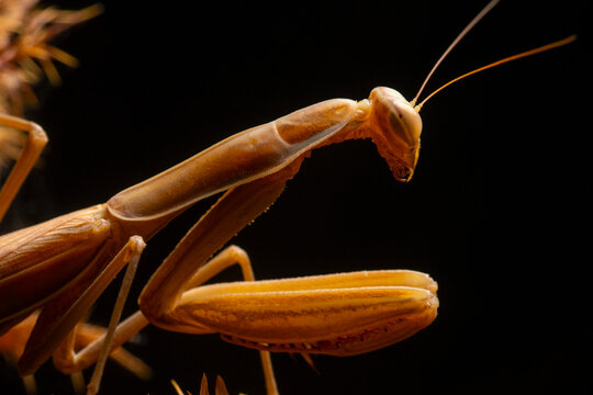 European mantis close-up against dark background in Andalusia