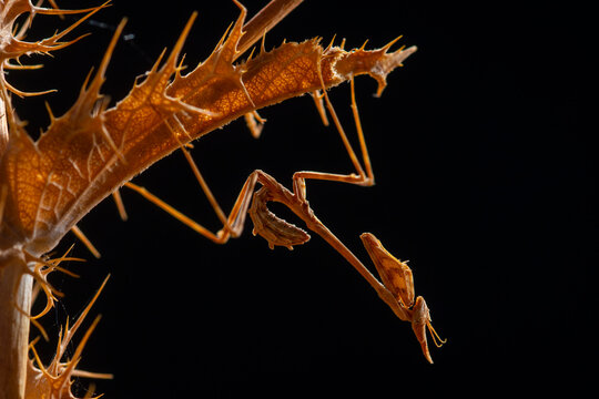 European mantis on thorny stem in Andalusia at golden hour