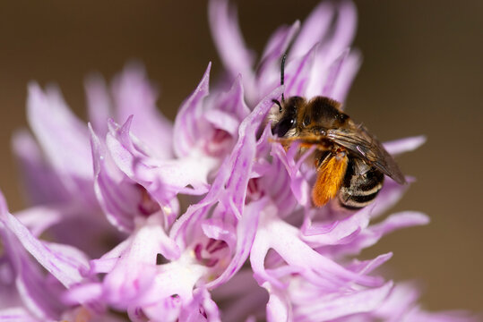 Bee pollinating Orchis italica wild orchid in Andalusia