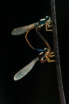 Ishnura damselfly pair mating on a stem against black