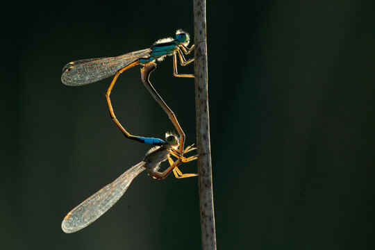 Ishnura damselfly pair mating on a vertical stem