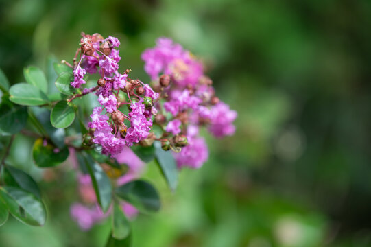 Vibrant Pink Crape Myrtle Flowers Blooming in Summer Garden