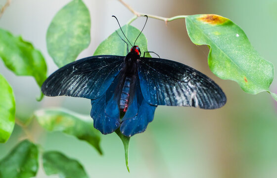 Maybe it's the moment when a blue swallowtail spreads its wings