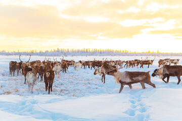 A herd of reindeer in the snowy tundra. Life in the Arctic. © lizavetta