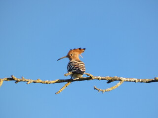 hoopoe © Andrea