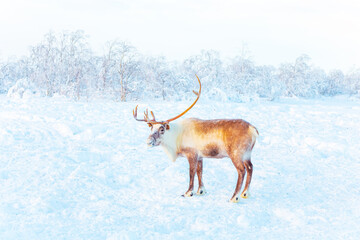 A beautiful lonely reindeer in the snowy tundra. Life in the Arctic. © lizavetta