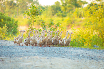 A flock of geese walks along a rural road at sunset. Ninh Binh Province, Vietnam. © lizavetta