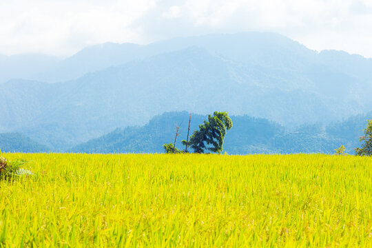 Minimalistic landscape of rice fields.
